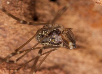 Media type: image; Invertebrate Zoology 29238